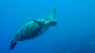 Plongée sous marine Nouvelle Calédonie Nouméa avec Iatok dans un superbe lagon [upl. by Hoag]