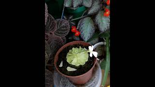 Episcia pinguicula flowers plants episcia pinguicula [upl. by Yrrem398]