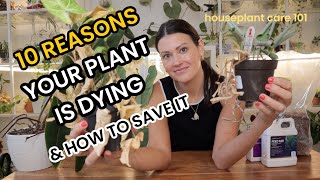 10 REASONS Your Plant Is DYING amp How To SAVE Your Plant  Houseplant Care 101  Indoor Plant Care [upl. by Magnusson]