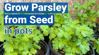 How to Grow Parsley from Seed in Pots🌿🍀 [upl. by Sibley]