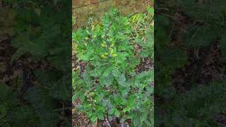 Baptisia Lemon Meringue is preparing to bloom Isnt she lovely gardening baptisia garden tour [upl. by Aneehsak]