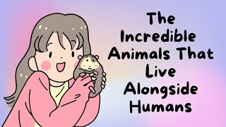 Animals that live alongside people  my 2nd Animation [upl. by Rockwell]