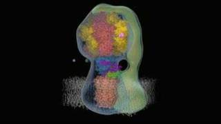 Actin filament assembly [upl. by Yerhpmuh]