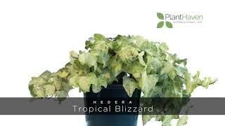 PlantHaven 360 Video  Hedera Tropical Blizzard [upl. by Liakim252]