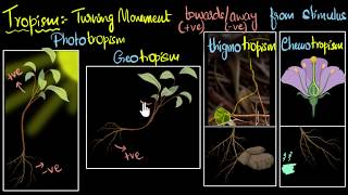 Tropism Types positive amp negative  Control amp Coordination  Biology  Khan Academy [upl. by Mcclelland754]