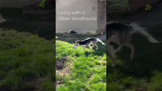 What It’s Like Living With A Silken Windhound [upl. by Ynnatirb534]