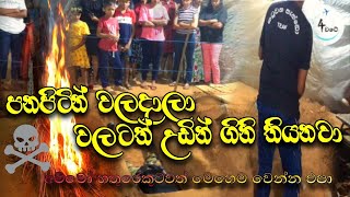 ඔබ සංවේදීනම් බලන්න එපා  katuwana sando  4 වටේ  sri lanka [upl. by Ludie]