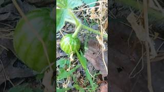 Showing Off My Watermelons First Time Planting it shorts watermelon gardening fruit [upl. by Itagaki]