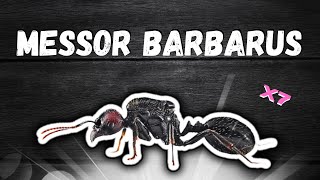 Ma fondation de 7 Messor barbarus explose   Estce vraiment bien pour les débutants [upl. by Niotna]