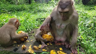 Royston and baby monkey Jennifer enjoy mango very yummy [upl. by Samy]