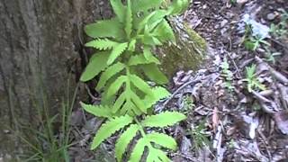 Sensitive fern Onoclea sensibilis [upl. by Allekim]