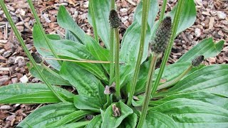 DIFFERENZA TRA PIANTAGGINE Plantago lanceolata E SILENE Silene latifolia o Silene alba [upl. by Erehs]