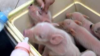 ♥♥♥♥♥♥♥Baby Piglets Feeding At Two Days Old♥♥♥♥♥♥♥♥ [upl. by Gierc]