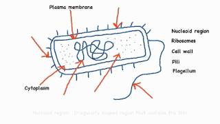 222 Annotate the diagram of a prokaryotic cell with the functions of each named structure [upl. by Ogir816]