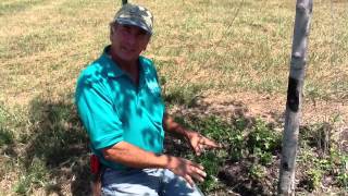 Tree Borer Problems And Solutions With Dale From Growing Grounds [upl. by Jodee860]