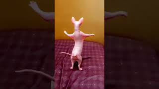 viral dancing cat  funny dance shorts ytshorts viralshorts😻🙀😿 [upl. by Eentirb]