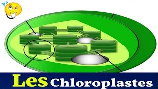 Les Chloroplastes Structure Et Rôle [upl. by Chessa239]