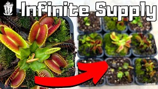 How to Grow an Infinite Supply of Flytraps  How to Propagate a Venus Flytrap [upl. by Amalbergas]