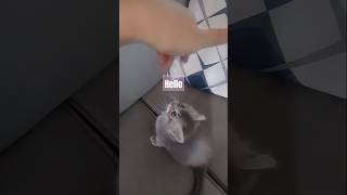 Jump Play date again ✨ play date home cat kucing anabul love kitten catlover [upl. by Han]