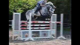 2010 Holsteiner gelding 135 cm level wwwsporthorsesonlinecom [upl. by Lucic]