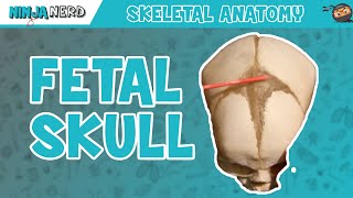 Fetal Skull Fontanelles Anatomy [upl. by Rojas]