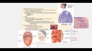 Lecture Video 5 Lymphatic System and Immunity Part 1 [upl. by Towers]