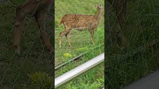 Spoted Deer in forest Deer sound in Gorakhpur Zoo trending animals nature Viral 🔥🔥🔥🔥🔥 [upl. by Tut578]