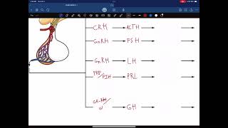 Pituitary Gland Hormones [upl. by Sebbie]