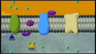 Phosphorylation oxydative [upl. by Martijn]