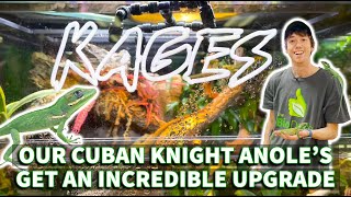 Our Cuban knight anoles get a seriously awesome upgrade thanks to our friends at KAGES [upl. by Attelrahc659]