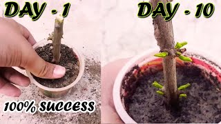 HOW TO GROW POMEGRANATE TREE FROM CUTTINGS  Sprouting Seeds [upl. by Ianteen]