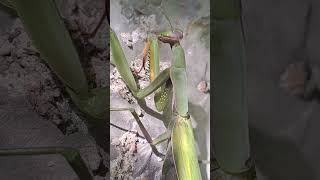 Look at him go ardeche france nature bidsprinkhaan prayingmantis frankrijk banne [upl. by Bal]