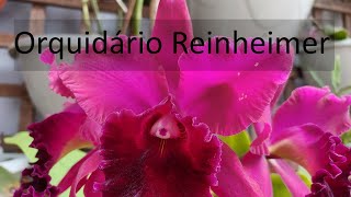 Orquidário Reinheimer  Joinville  SC [upl. by Stuppy]