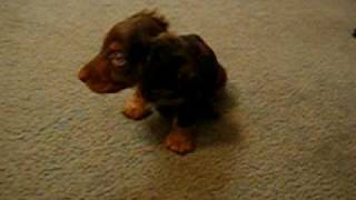 Frank my super cute mini dachshund puppy [upl. by Amos]