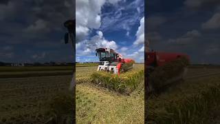 September 12 2024John Deere 6420 and Gregoire G3220 Harvesting Sauvignon Blanc Grapes [upl. by Somisareg]