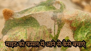 माइट को अपने खेत polyhouse Nethouse में आने से कैसे बचाएं  by PC Verma [upl. by Etteinotna866]