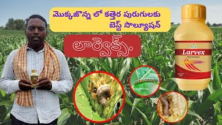 LARVEX  pest control in MAIZE  Khethari [upl. by Ainahpets]