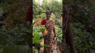 లక్కీ బ్యాంబు మొక్కలు garden gardenplants 2024 fruit తెలుగుతోట1 [upl. by Sadnak906]