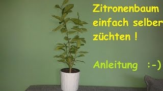 Zitronenbaum selber ziehen  exotische Pflanzen züchten  Anleitung Zitronenpflanze aus Kern  DIY [upl. by Atalante920]