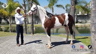 Visita a Mezcal Quarter Horses en Zapopan Jalisco [upl. by Eetnahc905]