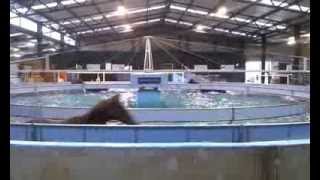 Equine Swimming Pool at Monomeith Stud Farm [upl. by Crowell]