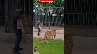 Naughty kid Playing with Big Cats tiger lion love animals cute shortfeed subscribe ytshorts🦁 [upl. by Ycniuq857]