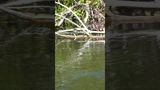 Giant Fish Tiny River Salmon Fishing fishing bigsalmon floatfishing bobberdown salmonriver [upl. by Akehsal]