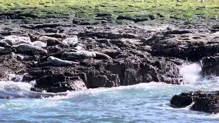 Seals on the Farne Islands March 2024 [upl. by Lagas]