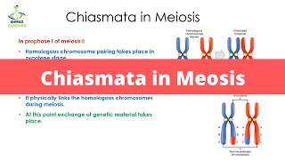 Exploring Chiasmata and Genetic Crossroads The Power of Chiasmata in Meiosis [upl. by Vories346]