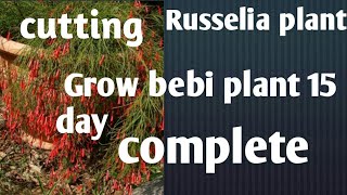 how to make now Grow Russelia plant in bebi plans quisetiformis [upl. by Gilcrest933]