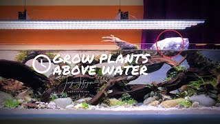 GROW Emersed Aquarium Plants with this simple trick 🌿 [upl. by Elyod]