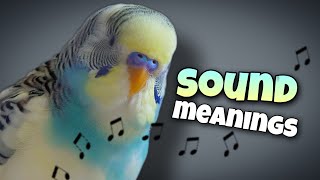 Parakeet Sounds and Their Meanings 🐦🔊 [upl. by Yarazed308]