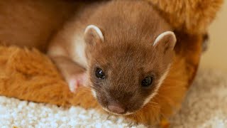 Taking a Stoat Kit into Care  Rescued amp Returned to the Wild  Robert E Fuller [upl. by Itak]