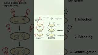 Hersey and chase experiment class 12  Molecular basis of Inheritance  biology  shorts [upl. by Ansaev]